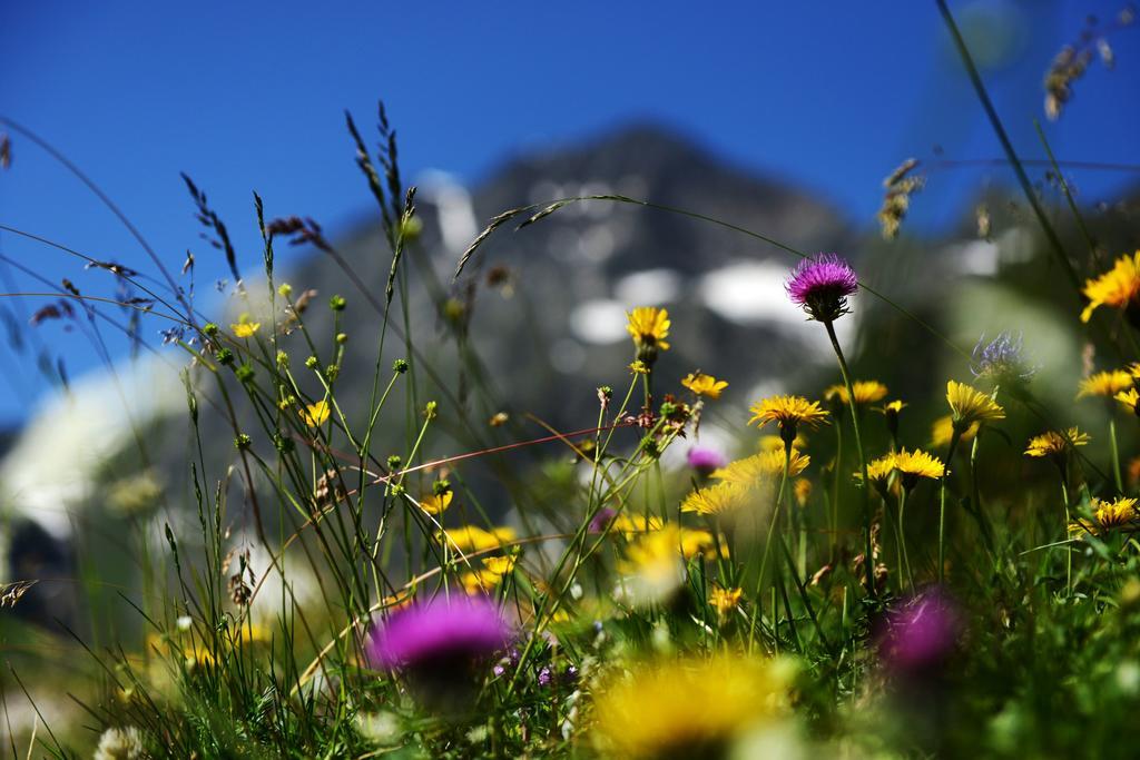 Bed and Breakfast Haus Elisabeth Neustift im Stubaital Esterno foto